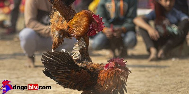 Tại sao đá gà trên mạng luôn thua và những điều nên biết dành cho người mới 2 Tại sao đá gà trên mạng luôn thua và những điều nên biết dành cho người mới Đơn vị nhà cái lừa đảo