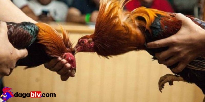 Tại sao đá gà trên mạng luôn thua và những điều nên biết dành cho người mới 6 Tại sao đá gà trên mạng luôn thua và những điều nên biết dành cho người mới Tại sao đá gà trên mạng luôn thua - Mẹo nhanh thắng cùng dagablv