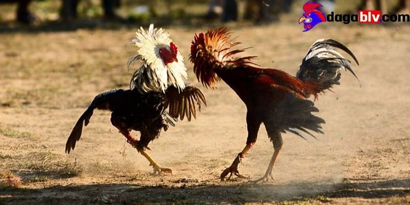 Tại sao đá gà trên mạng luôn thua và những điều nên biết dành cho người mới 4 Tại sao đá gà trên mạng luôn thua và những điều nên biết dành cho người mới Chưa nắm được các nguyên tắc trong cá cược