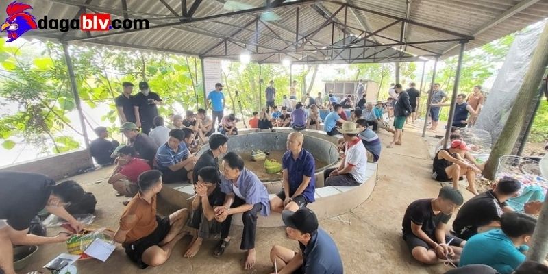 Xem trường gà Savan trực tiếp qua đơn vị nhà cái
