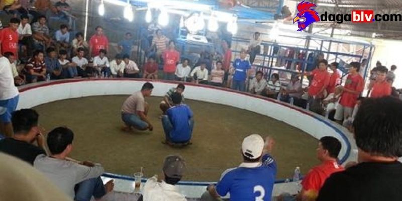 Quan sát chiến kê vào sới