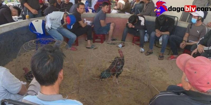 Xem đá gà trực tiếp tại địa chỉ trường gà Savan