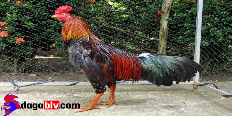cho ga uong nuoc voi trong han che benh