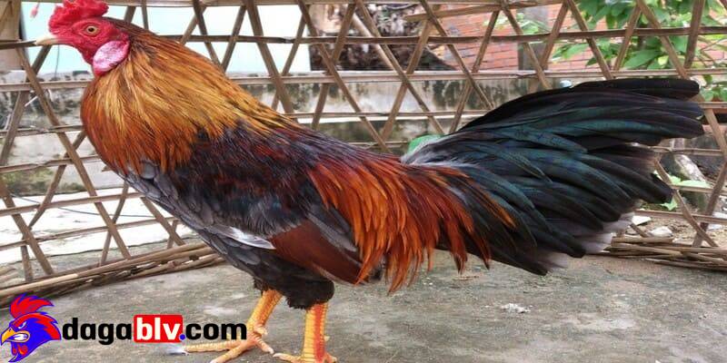 Cho gà uống nước vôi trong - Hỗ trợ tăng cường hệ miễn dịch cùng hệ tiêu hoá