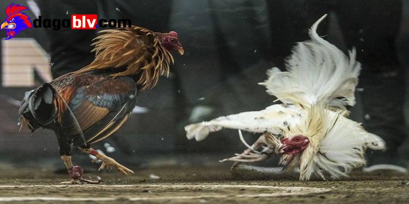 Giới thiệu đôi nét về hình thức chơi đá gà hàng xáo