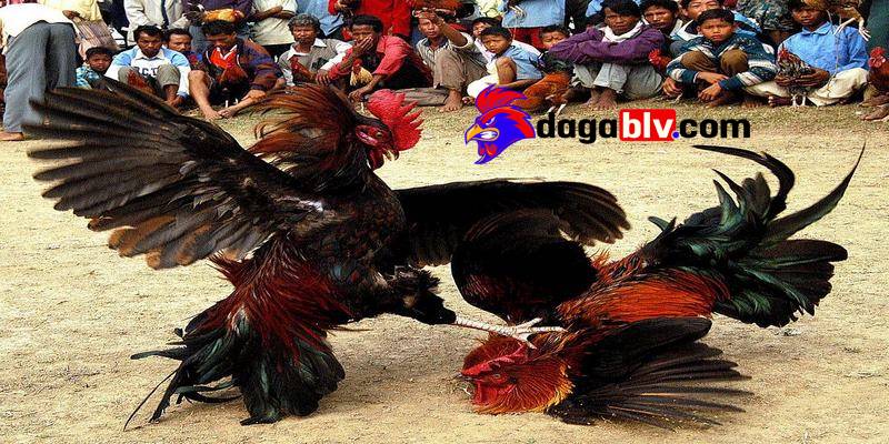 da ga hang xao xuong cuoc dung luc