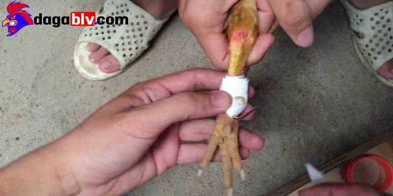 Gà 2kg đá cựa bao nhiêu? Cách bảo quản cựa chuẩn nhất 3 Gà 2kg đá cựa bao nhiêu? Cách bảo quản cựa chuẩn nhất ga 2kg da cua bao nhieu chu y trang ga