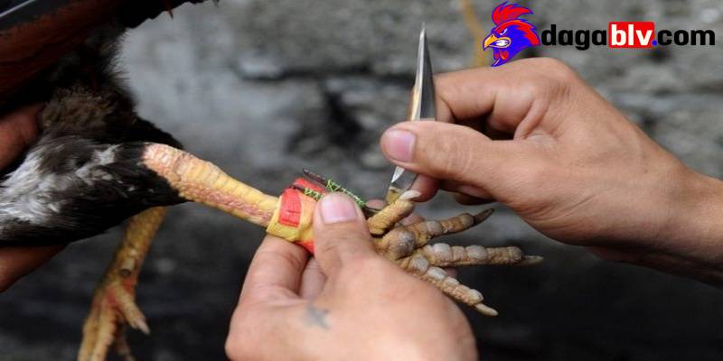 Nên vệ sinh cựa sau khi cho gà chiến thi đấu xong để tránh bị rỉ sét