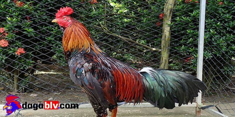 Gà bị rót là tình trạng gà đá đã sợ hãi và bỏ chạy khi gặp đối thủ