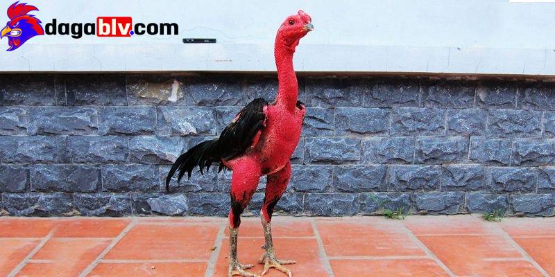 Gà chọi ít gáy và 4 cách nhận biết dành cho sư kê 4 Gà chọi ít gáy và 4 cách nhận biết dành cho sư kê ga choi it gay benh ben trong
