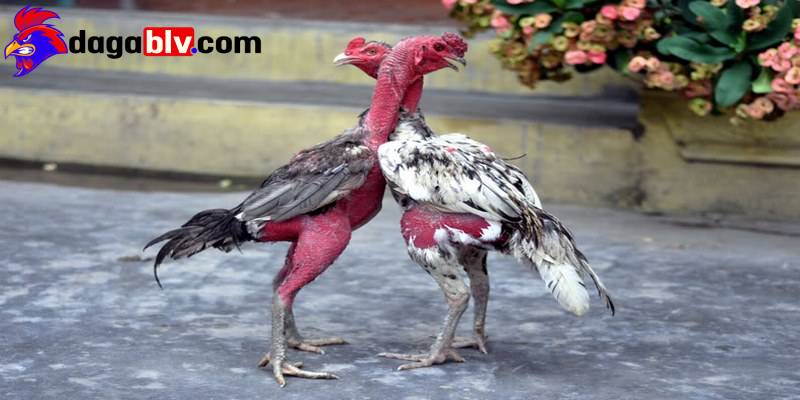 Gà chọi ít gáy và 4 cách nhận biết dành cho sư kê 5 Gà chọi ít gáy và 4 cách nhận biết dành cho sư kê ga choi it gay do ban nang