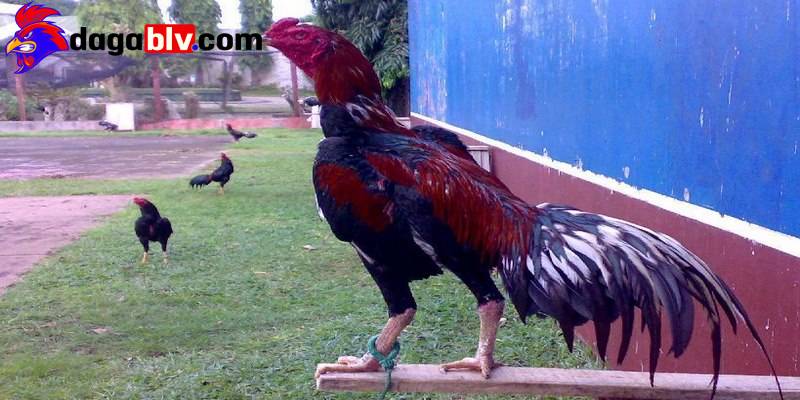 Gà chọi ít gáy và 4 cách nhận biết dành cho sư kê 3 Gà chọi ít gáy và 4 cách nhận biết dành cho sư kê ga choi it gay do chua cang