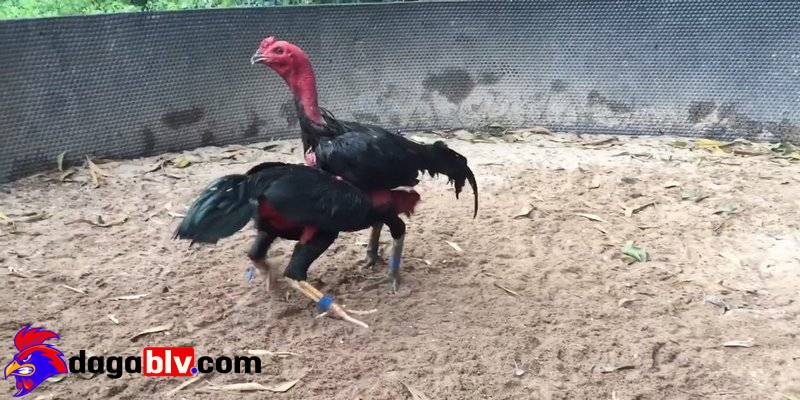 Gà chọi ít gáy và 4 cách nhận biết dành cho sư kê 6 Gà chọi ít gáy và 4 cách nhận biết dành cho sư kê ga choi it gay hien tuong xung quanh