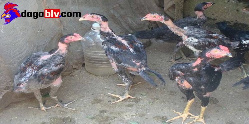 Gà chọi ít gáy và 4 cách nhận biết dành cho sư kê 2 Gà chọi ít gáy và 4 cách nhận biết dành cho sư kê ga choi it gay phu thuoc nhieu yeu to