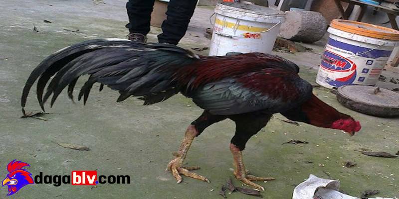 Tiếng của gà chọi gáy được ví như cao vút lên trời mây
