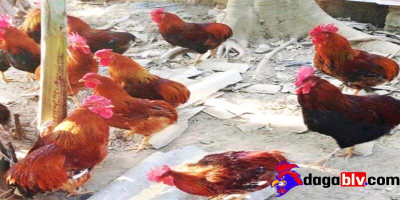 Gà chọi không có phao câu và những điều nên biết 5 Gà chọi không có phao câu và những điều nên biết ga choi khong co phao cau cam thay thich thu