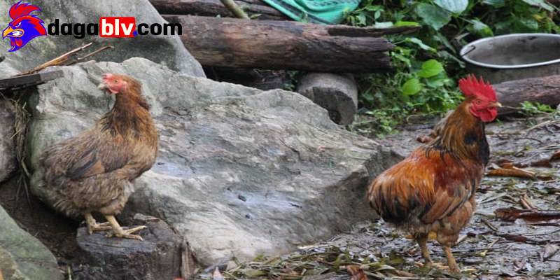 Gà chọi không có phao câu và những điều nên biết 2 Gà chọi không có phao câu và những điều nên biết ga choi khong co phao cau ga choi lai