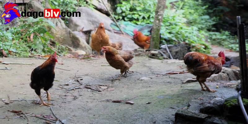 Gà chọi không có phao câu và những điều nên biết 3 Gà chọi không có phao câu và những điều nên biết ga choi khong co phao cau phu thuoc nhieu yeu to