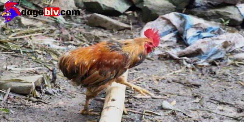 Gà chọi không có phao câu hay được nhắc đến với tên là gà cúp