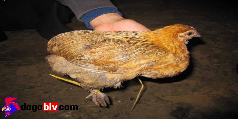Gà chọi không có phao câu và những điều nên biết 4 Gà chọi không có phao câu và những điều nên biết ga choi khong co phao cau thiet thoi lon