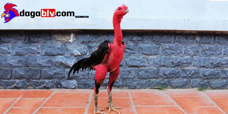 ga luoi co bot den bai tap huan luyen