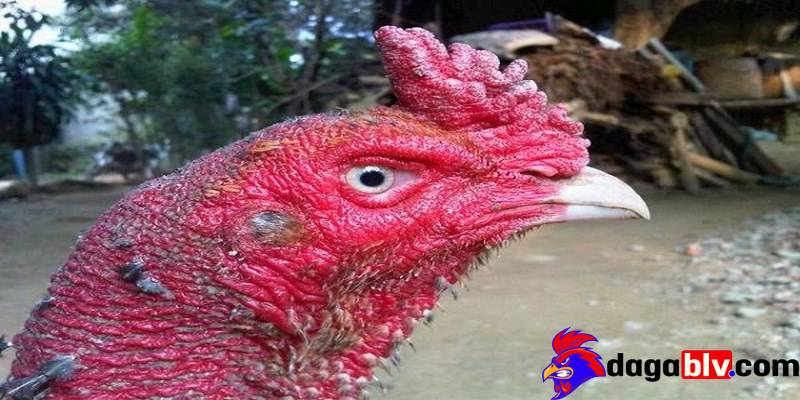 ga luoi co bot den quan sat phan luoi