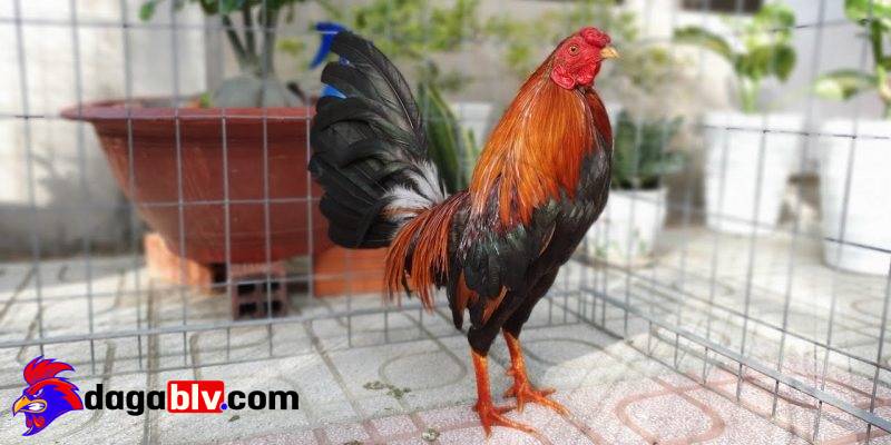 Gà phu và 4 bí quyết nhận biết dành cho sư kê 5 Gà phu và 4 bí quyết nhận biết dành cho sư kê ga phu bit mo bit cua