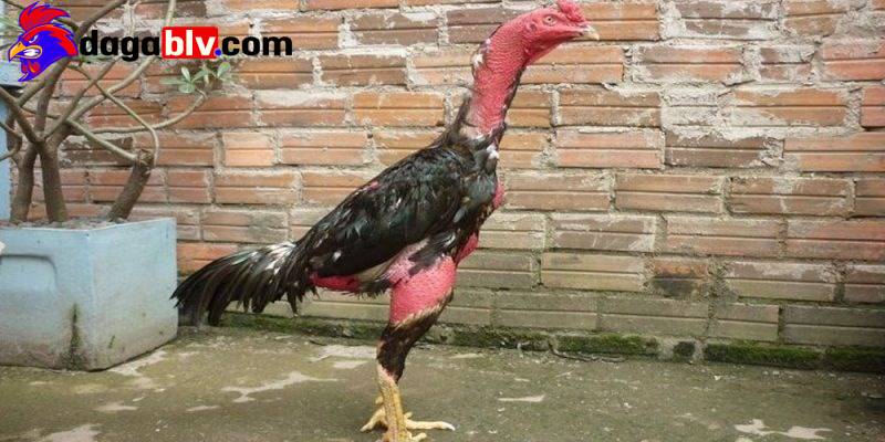 Gà phu và 4 bí quyết nhận biết dành cho sư kê 4 Gà phu và 4 bí quyết nhận biết dành cho sư kê ga phu cua ga vu khi nguy hai