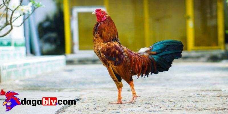 Gà phu và 4 bí quyết nhận biết dành cho sư kê 6 Gà phu và 4 bí quyết nhận biết dành cho sư kê ga phu gia ban thi truong