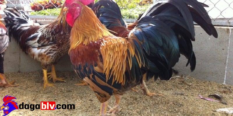 Gà phu được ví như những bao cát để giúp cho gà đá luyện tập hiệu quả