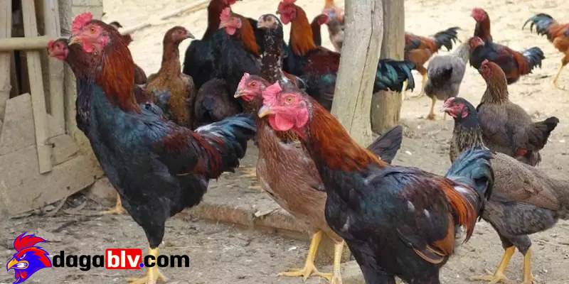 Gà phu và 4 bí quyết nhận biết dành cho sư kê 2 Gà phu và 4 bí quyết nhận biết dành cho sư kê ga phuc cong dung tuyet voi