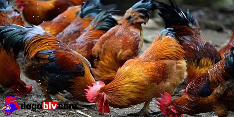 Tại sao gà ăn sỏi và những thông tin nên biết 2 Tại sao gà ăn sỏi và những thông tin nên biết tai sao ga an soi dac tinh chung