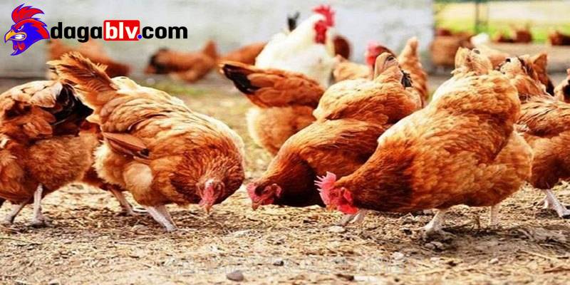 Gà là loài chim được con người thuần hóa cách đây hàng nghìn năm