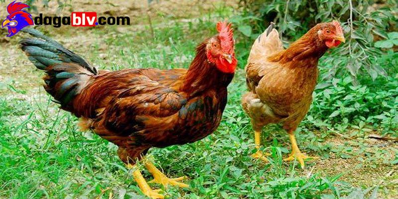 Tại sao gà ăn sỏi và những thông tin nên biết 4 Tại sao gà ăn sỏi và những thông tin nên biết tai sao ga an soi giai dap thac mac