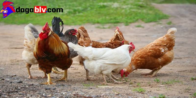 Tại sao gà ăn sỏi và những thông tin nên biết 3 Tại sao gà ăn sỏi và những thông tin nên biết tai sao ga an soi kham pha thu vi