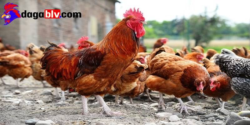 Tại sao gà ăn sỏi và những thông tin nên biết 5 Tại sao gà ăn sỏi và những thông tin nên biết tai sao ga an soi vien soi phu hop